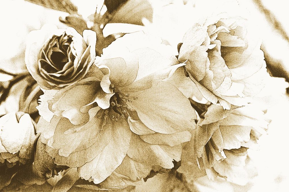 Kirschblüten sepia II