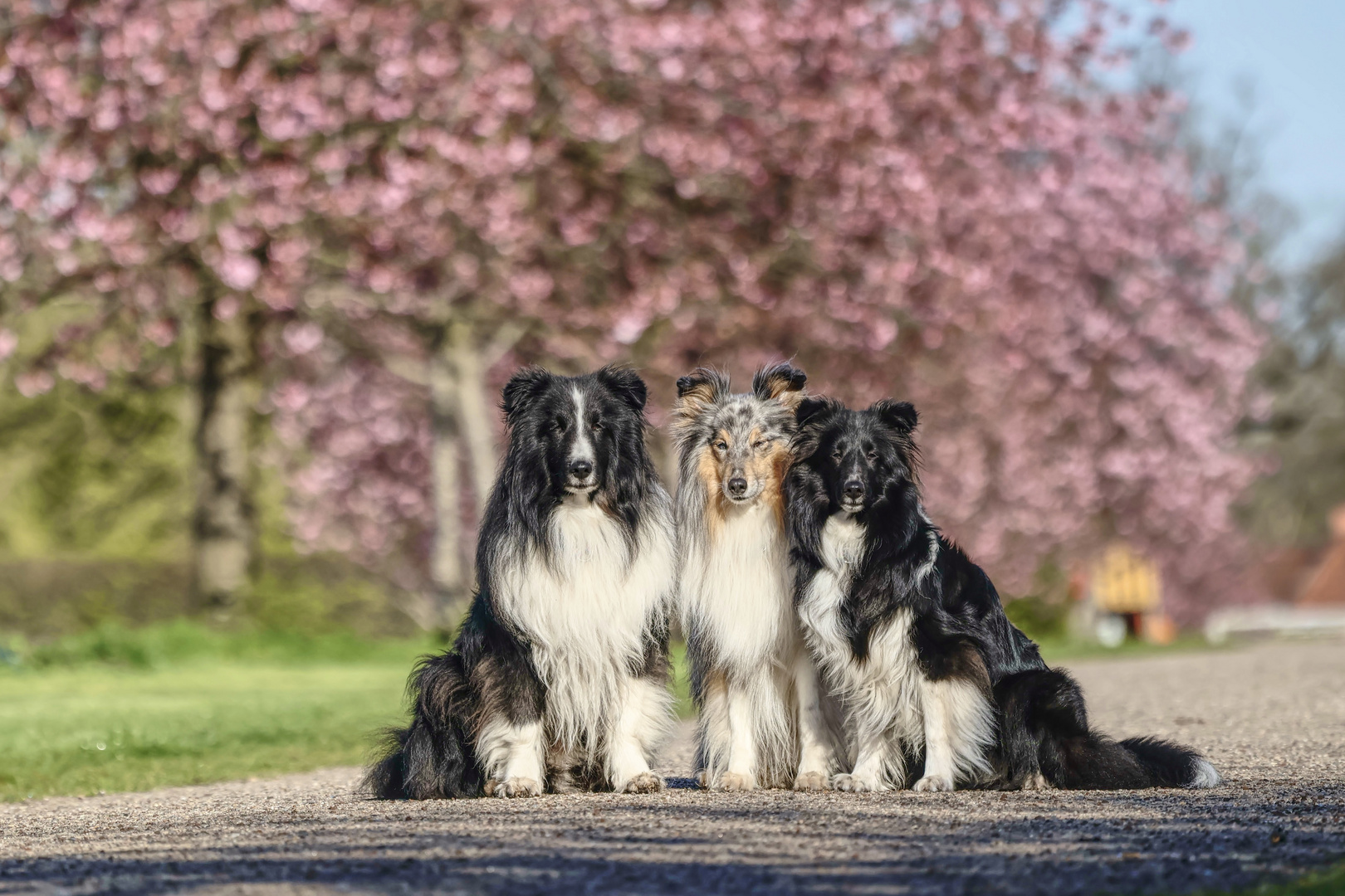 Kirschblüten Shelties