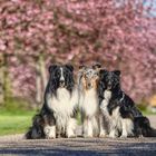 Kirschblüten Shelties