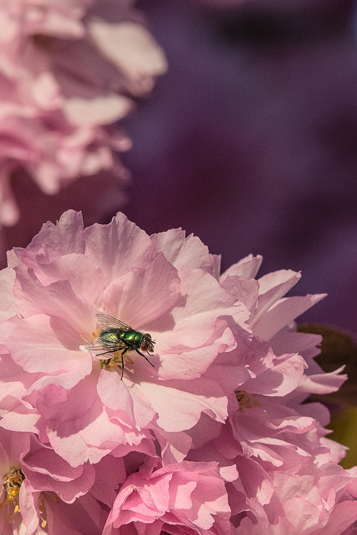 Kirschblüten sind begehrt.