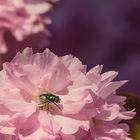 Kirschblüten sind begehrt.