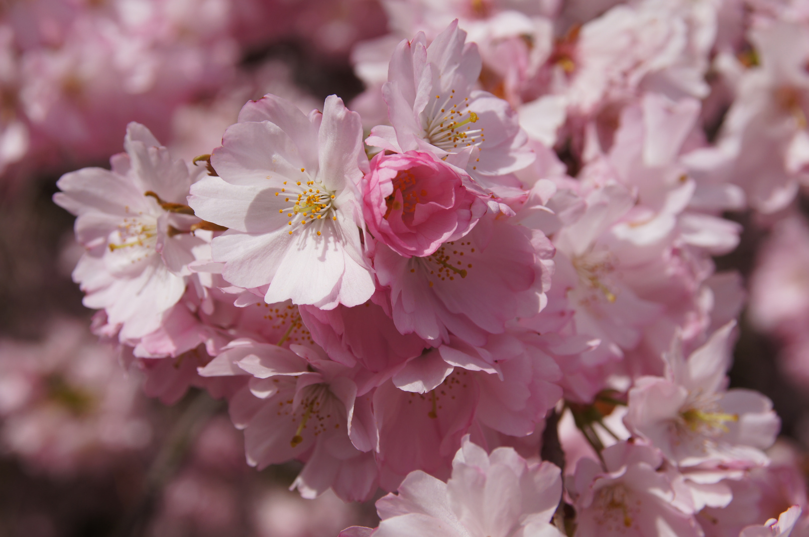 Kirschblüten soweit das Auge reicht