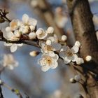 Kirschblüten strahlen um die Wette!!