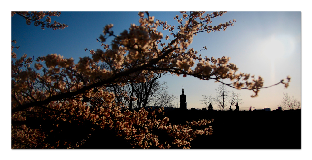 Kirschblüten über Bern