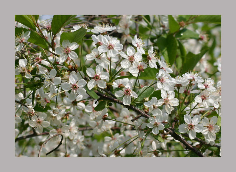 Kirschblüten und Frühling