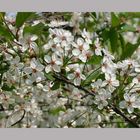 Kirschblüten und Frühling