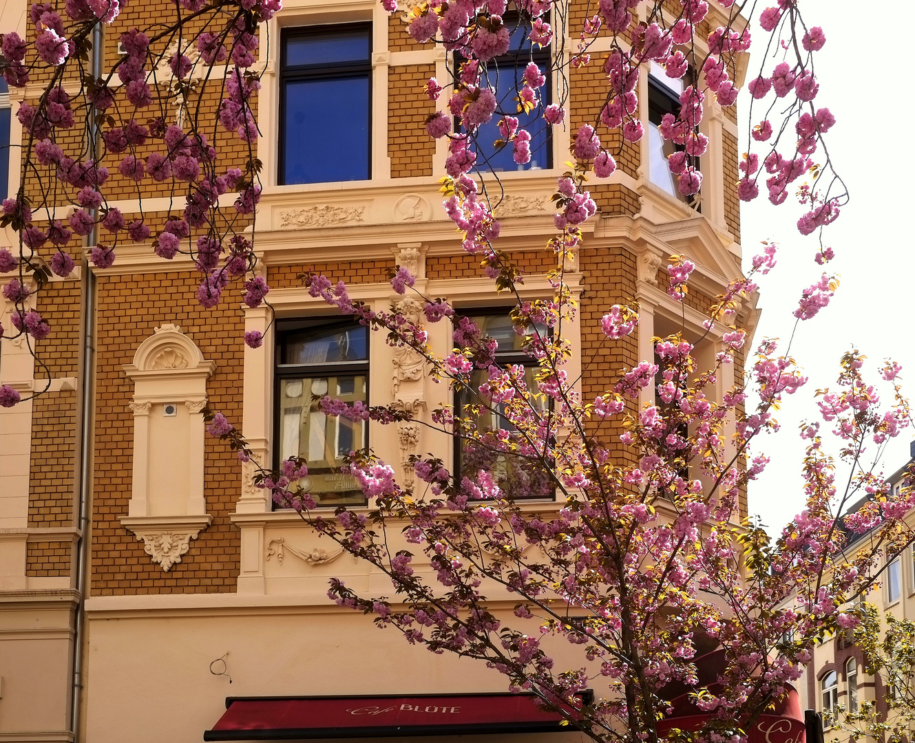 Kirschblüten und Historismus