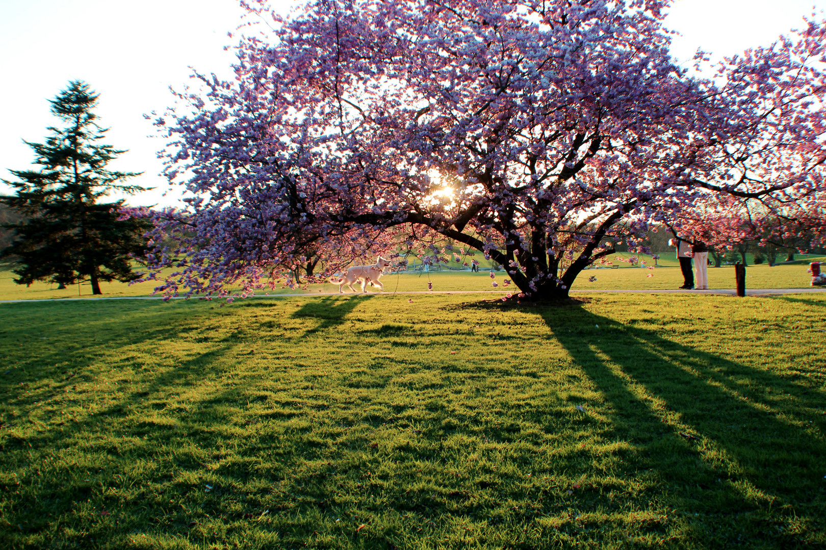 Kirschblüten und Hund