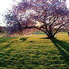 Kirschblüten und Hund