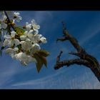 Kirschblüten... und toter Kirschbaum- Stamm...  - AUSSTELLUNGS-FOTO "WERDEN UND VERGEHEN"