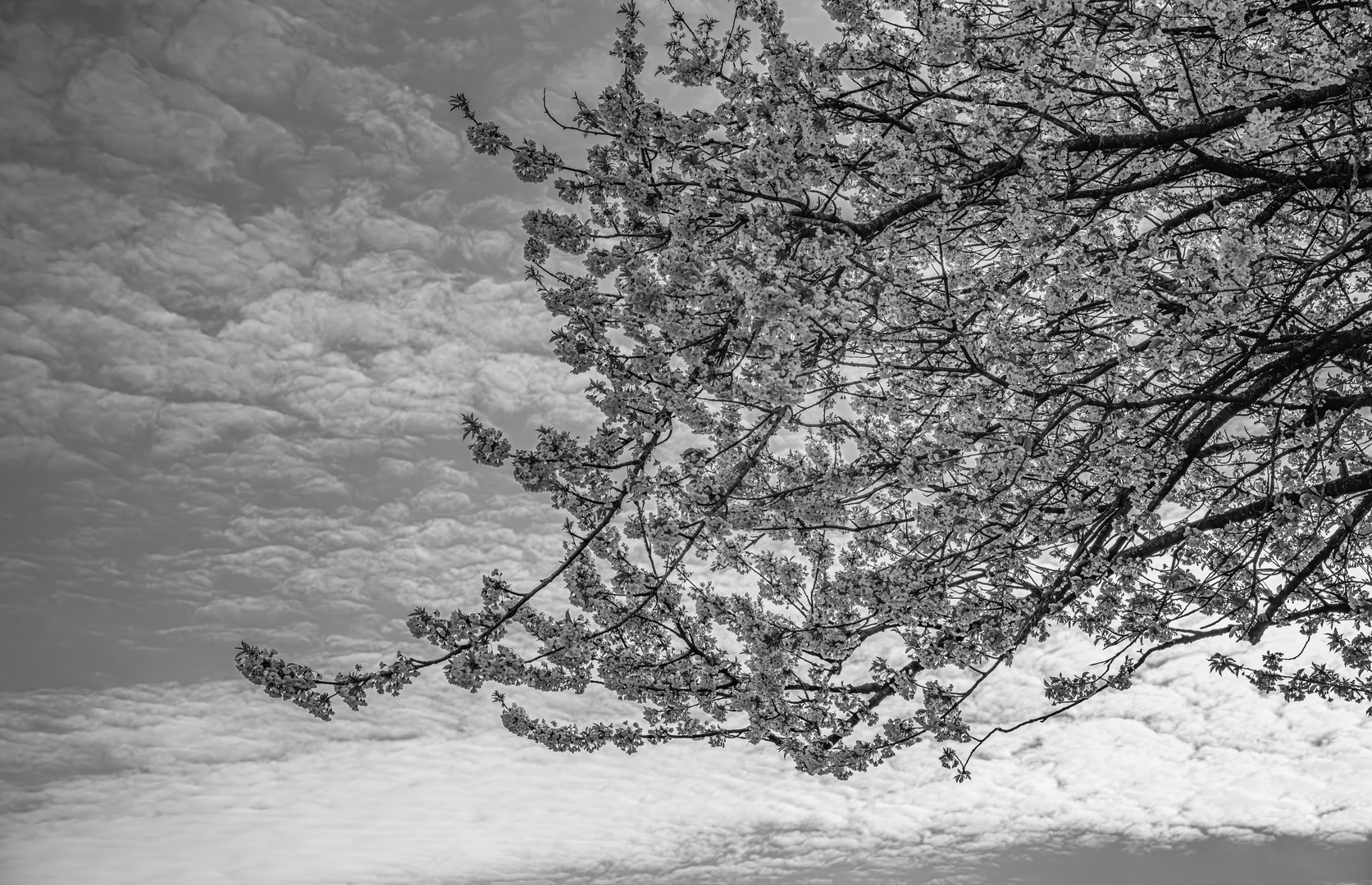 Kirschblüten und Wolken