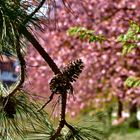 Kirschblüten und Zapfen in der Pfalz