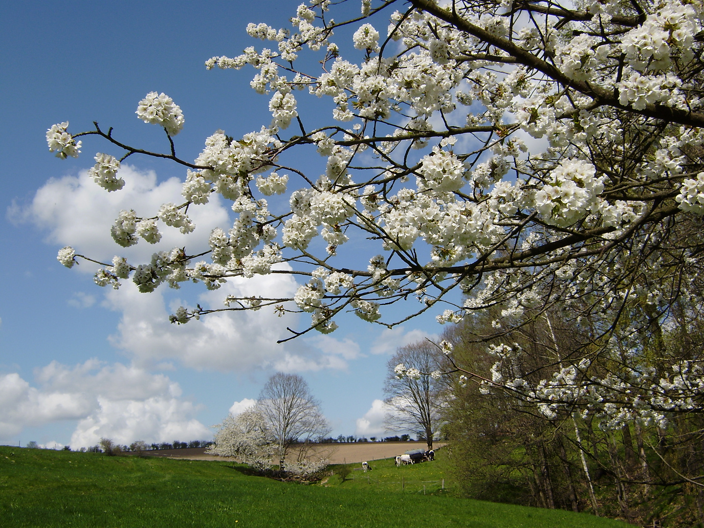 Kirschblüten unter blauem Himmel