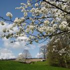 Kirschblüten unter blauem Himmel