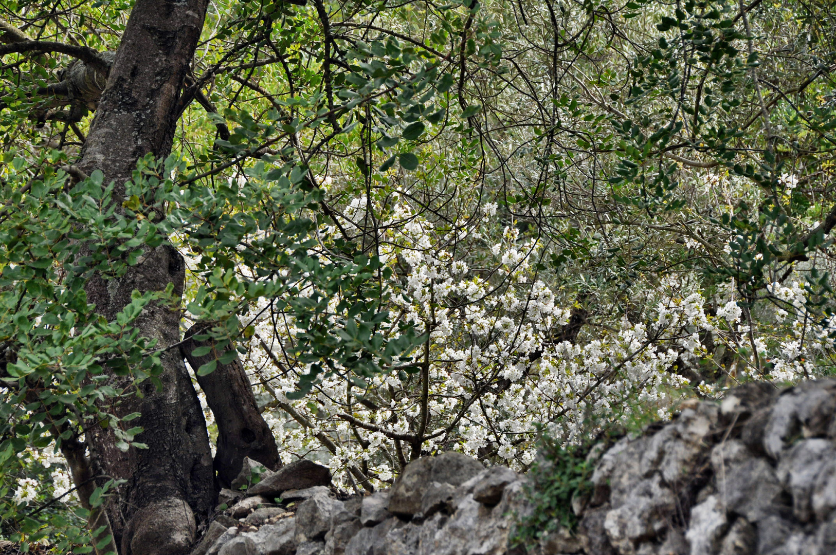 Kirschblüten-Versteck