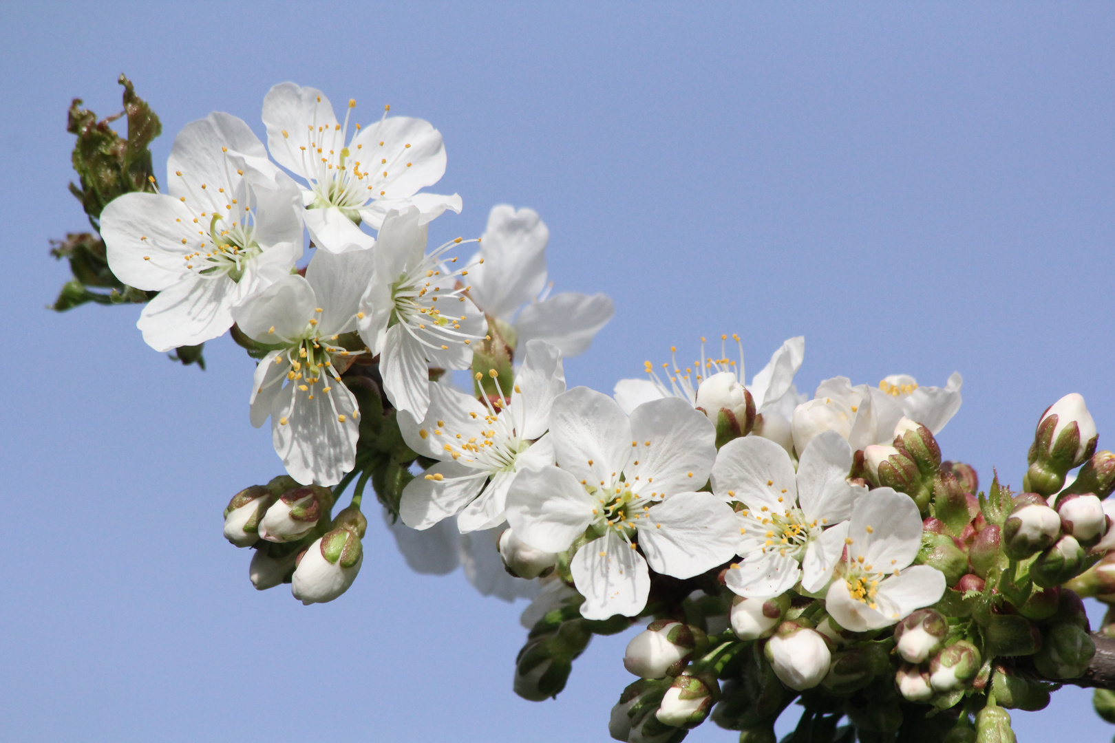 Kirschblüten vom 4.4.2014 aus meinem Garten