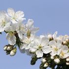 Kirschblüten vom 4.4.2014 aus meinem Garten