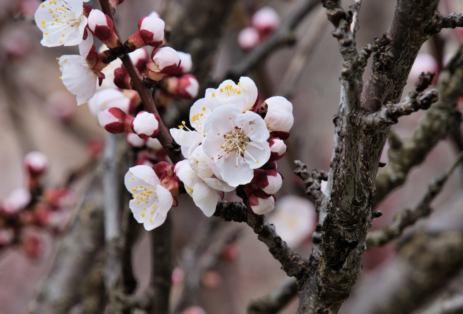 .....Kirschblüten von heute....