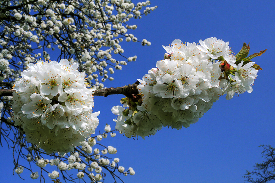 Kirschblüten vor azurblauem Himmel