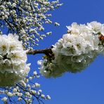 Kirschblüten vor azurblauem Himmel
