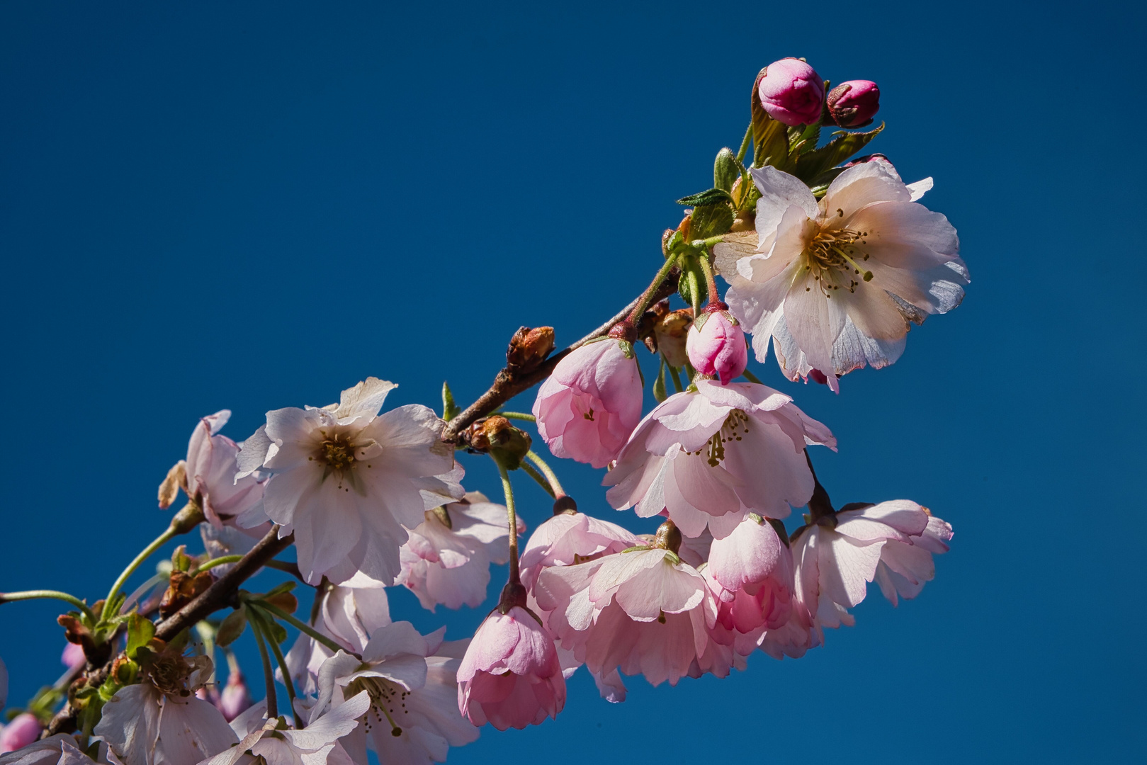 Kirschblüten vor blauem Himmel