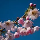 Kirschblüten vor blauem Himmel