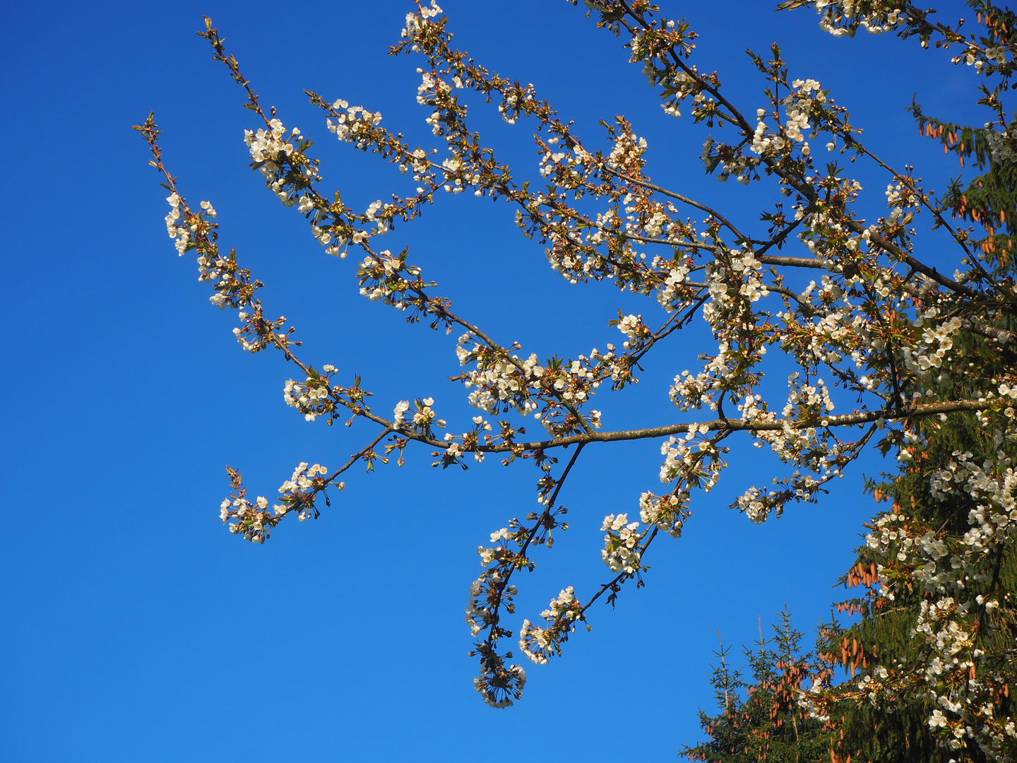 Kirschblüten vor blauen Himmel