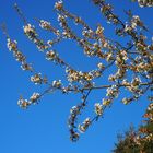 Kirschblüten vor blauen Himmel