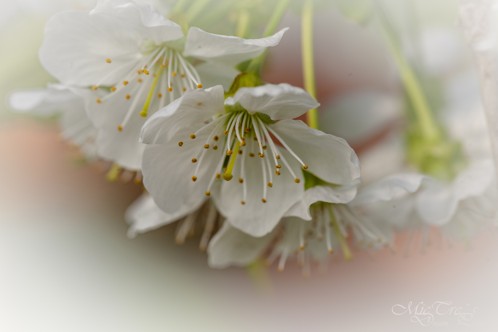 Kirschblüten (vor dem Frost) :)