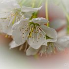 Kirschblüten (vor dem Frost) :)