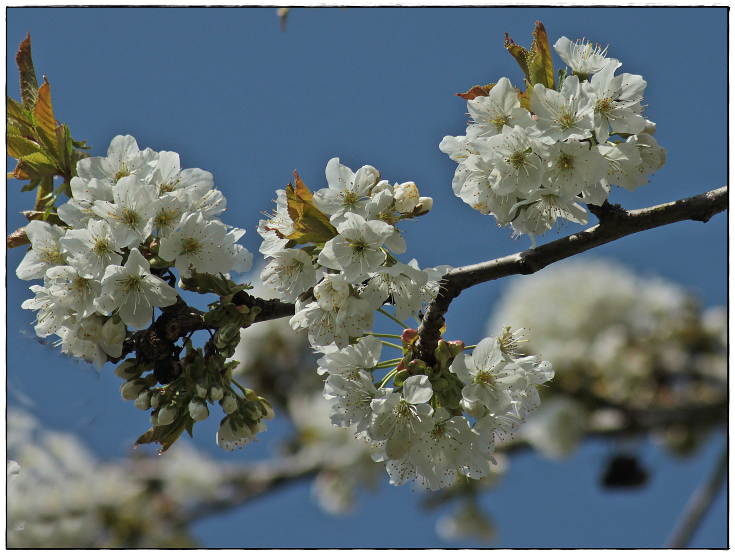 Kirschblüten vor der Kälte