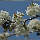 Kirschblüten vor der Kälte