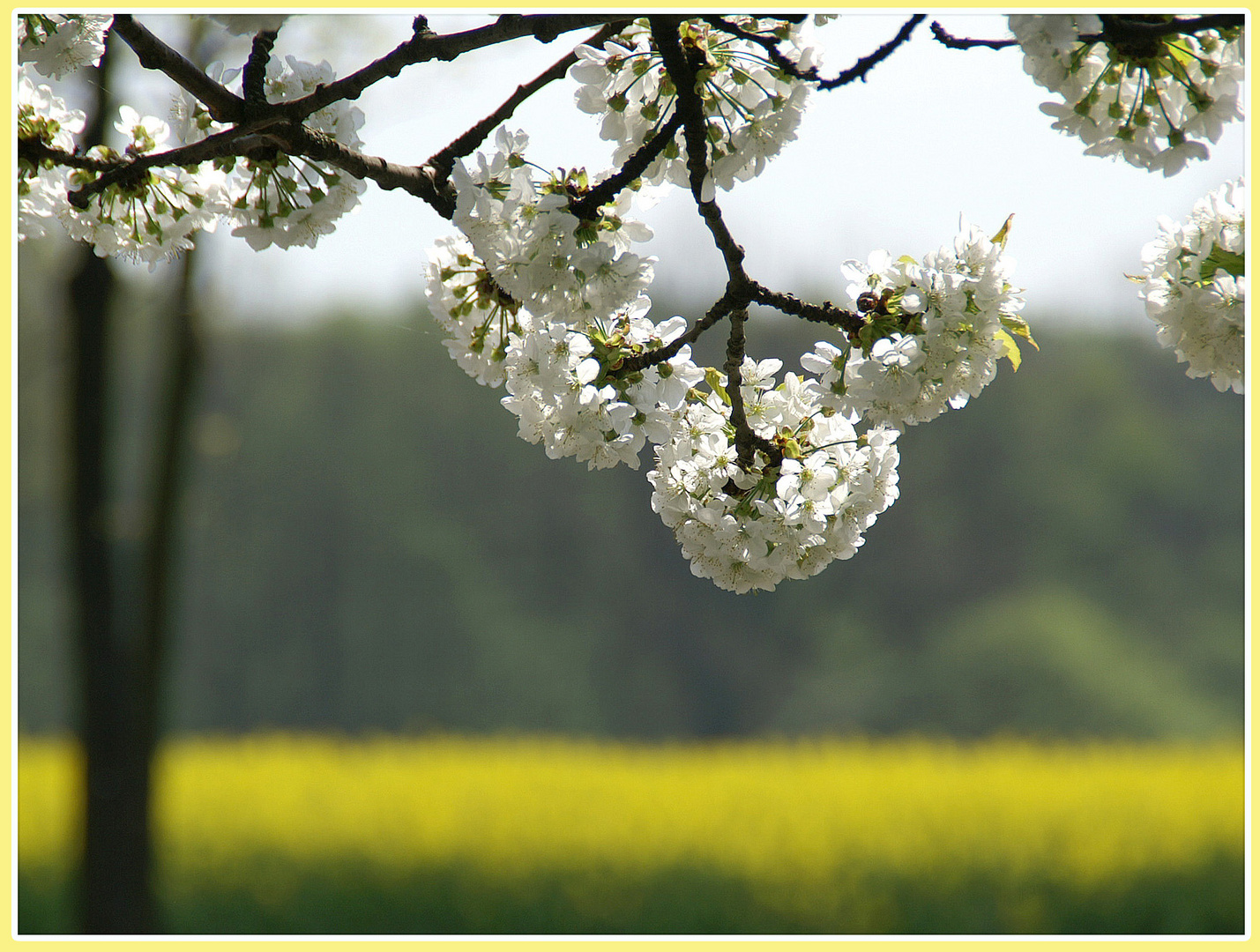 Kirschblüten vor Rapsfeld