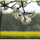 Kirschblüten vor Rapsfeld