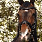 Kirschblüten vs. hübscher Stute :-)