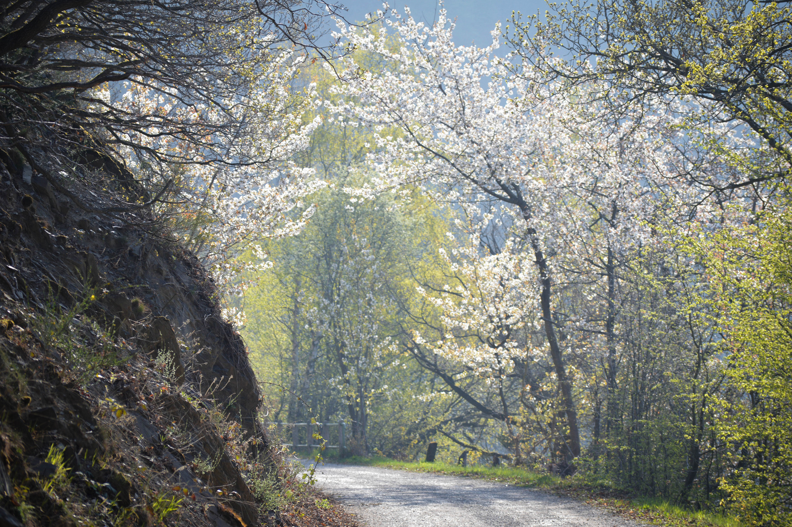 Kirschblüten Weg