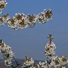 Kirschblüten wiegen sich im Wind und in der Sonne...