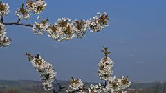 Kirschblüten wiegen sich im Wind und in der Sonne...