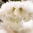 Kirschblüten. Zart weiß auf zart weiß. Frühling und Winter. Blüten und Schnee.