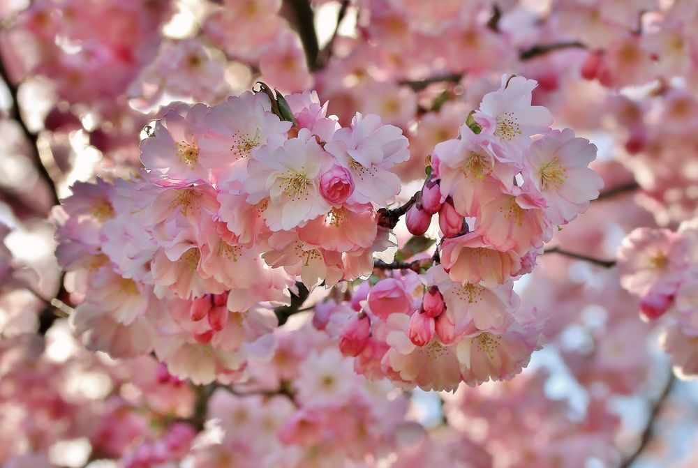 Kirschblüten-Zeit