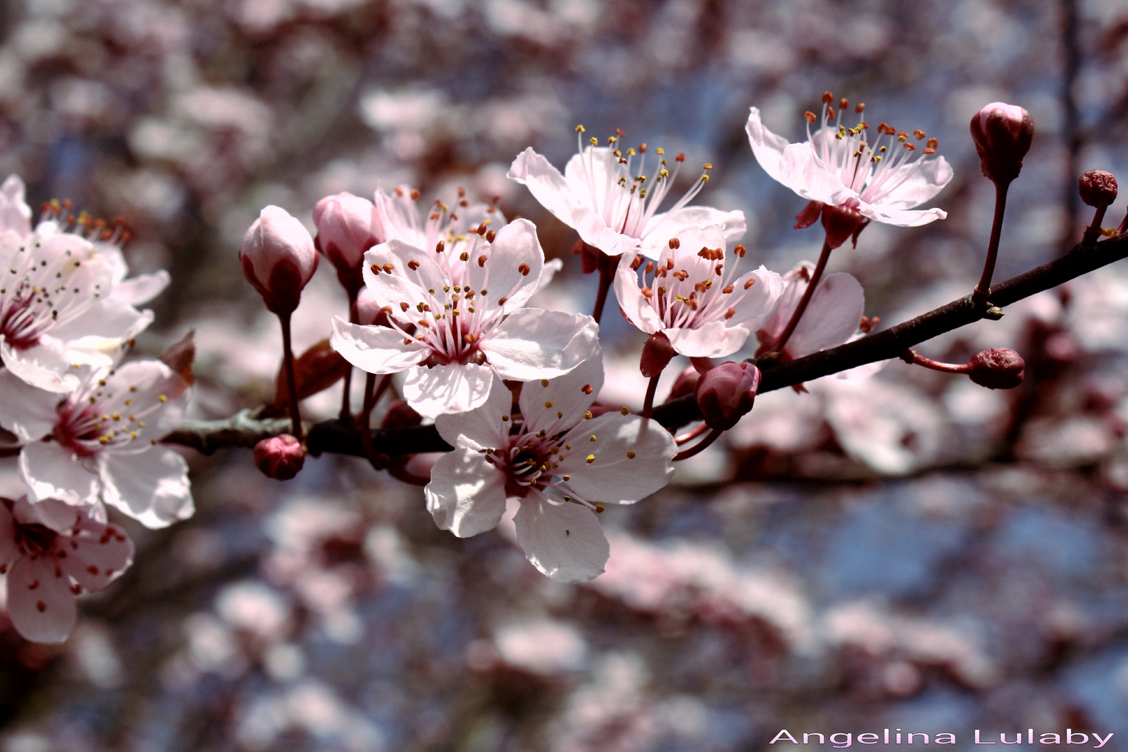 Kirschblüten Zeit