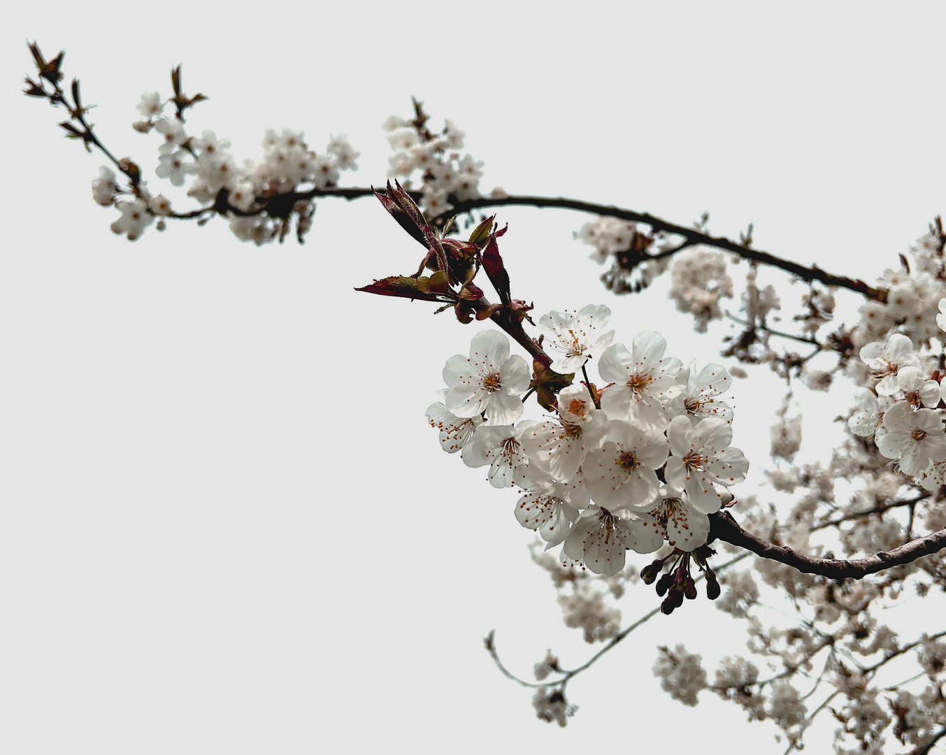 Kirschblüten zum Mittwoch 