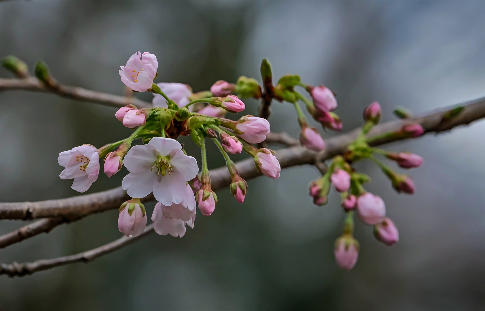 Kirschblüten zum Mittwoch