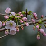 Kirschblüten zum Mittwoch