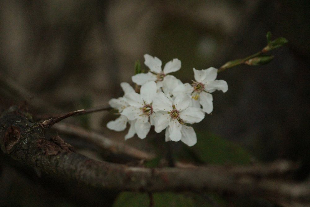 Kirschblüten zum Zweiten