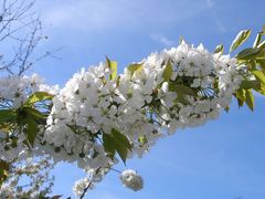 " KIRSCHBLÜTEN ZWEIG "