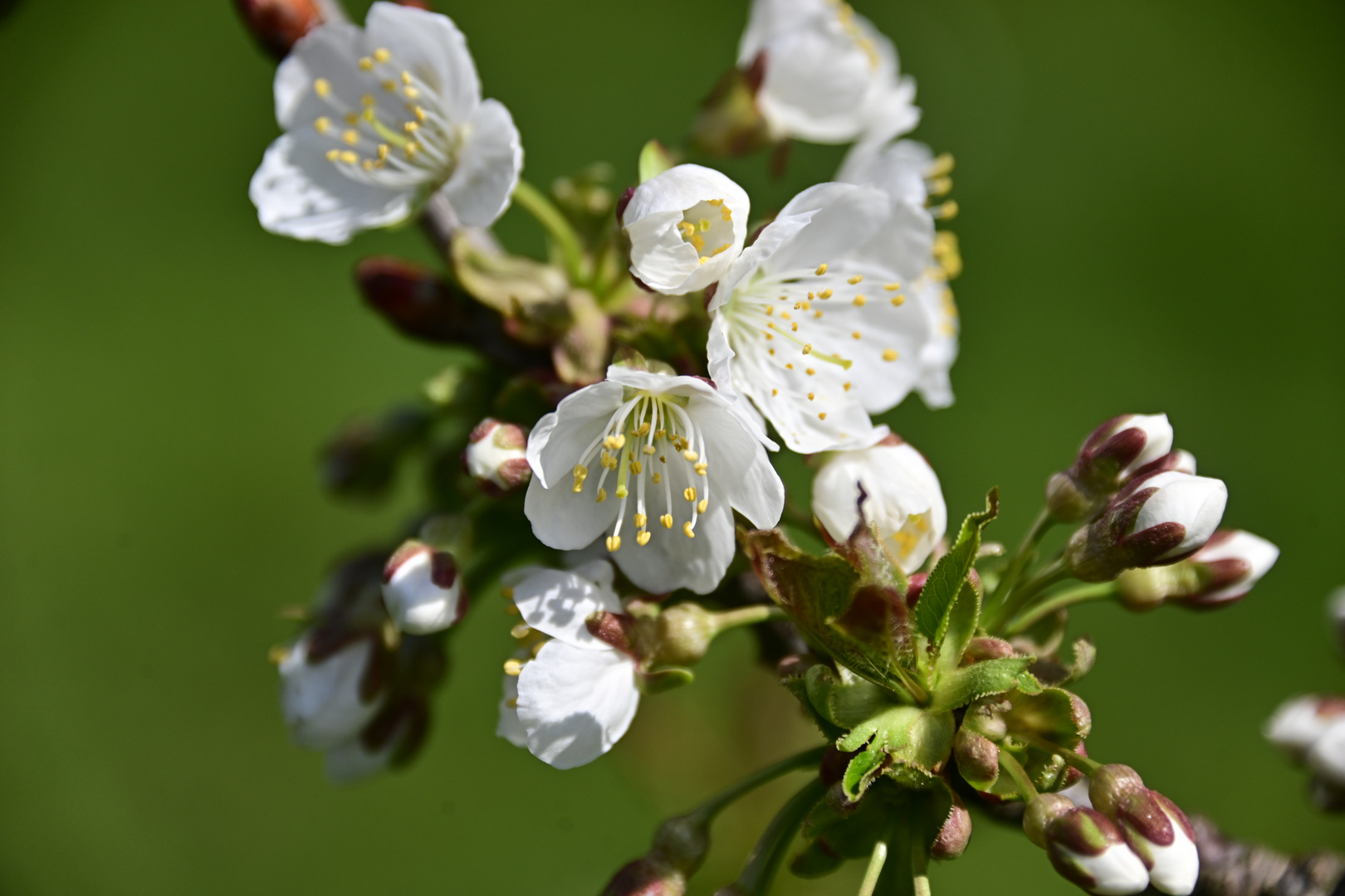 Kirschblüten2022-1