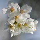Kirschblüten_3