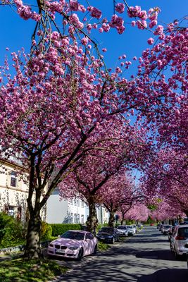 Kirschblütenalle