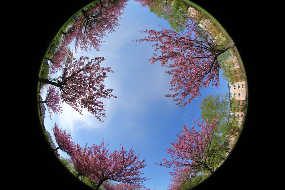 Kirschblüten_Allee